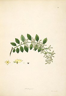 Peelu - Wikiunfold